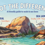 Seal or Sea Lion
